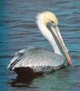 Brown Pelican (Pelecanus occidentalis)