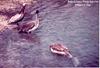 Brown Pelicans (Pelecanus occidentalis)