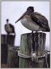 Brown Pelican (Pelecanus occidentalis)