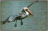 Brown Pelican flying (Pelecanus occidentalis)