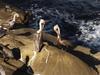 Brown Pelicans (Pelecanus occidentalis)