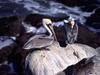 Brown Pelicans (Pelecanus occidentalis)