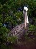 Brown Pelican (Pelecanus occidentalis)