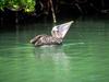 Brown Pelican (Pelecanus occidentalis)