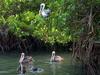 Brown Pelicans (Pelecanus occidentalis)