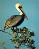 Brown Pelican (Pelecanus occidentalis)