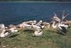 Australian Pelican flock (Pelecanus conspicillatus)