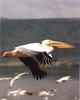 Great White Pelican in flight (Pelecanus onocrotalus)
