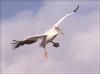 Great White Pelican in flight (Pelecanus onocrotalus)