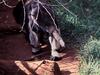 Giant Anteater (Myrmecophaga tridactyla)