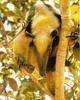 Tamandua (Tamandua sp.)