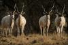 Addax herd (Addax nasomaculatus)