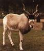 Addax (Addax nasomaculatus)