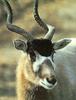 Addax (Addax nasomaculatus)