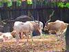 Addax (Addax nasomaculatus)