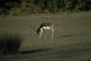 Blackbuck antelopes (Antilope cervicapra)