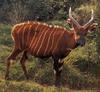 Bongo (Tragelaphus eurycerus)