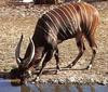 Bongo (Tragelaphus eurycerus)