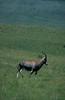 Blesbok,Bontebok (Damaliscus pygargus)