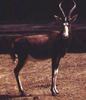 Blesbok,Bontebok (Damaliscus pygargus)