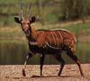 bushbuck (Tragelaphus scriptus)