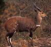 bushbuck (Tragelaphus scriptus)