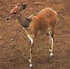 bushbuck (Tragelaphus scriptus)