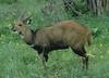 bushbuck (Tragelaphus scriptus)