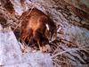 Alpine Chamois (Rupicapra rupicapra)