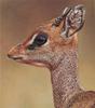 Dik-dik (Madoqua sp.)