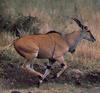 Common Eland (Taurotragus oryx)