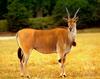 Common Eland (Taurotragus oryx)