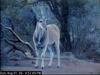 Common Eland (Taurotragus oryx)