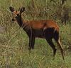 Four-horned Antelope (Tetracerus quadricornis)