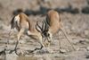 Gazelles competing (Gazella sp.)