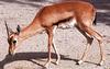 Red-fronted Gazelle (Gazella rufifrons)