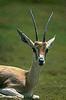Rhim Gazelle (Gazella leptoceros)