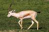 Rhim Gazelle (Gazella leptoceros)