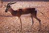 S??mmerring's Gazelle (Gazella soemmerringii)