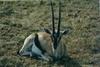 Thomson's Gazelle (Gazella thomsonii)