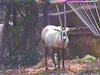 Arabian oryx, white oryx (Oryx leucoryx)