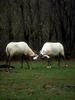 Arabian oryx, white oryx (Oryx leucoryx)