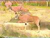 Gemsbok Antelopes (Oryx gazella)