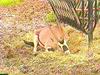 Gemsbok Antelope (Oryx gazella)