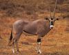 Beisa Oryx (Oryx gazella beisa)