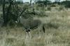 Beisa Oryx (Oryx gazella beisa)