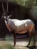 Arabian Oryx (Oryx leucoryx)