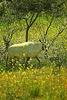 Arabian Oryx (Oryx leucoryx)