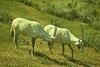 Arabian Oryx (Oryx leucoryx)