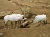 Arabian Oryx (Oryx leucoryx)